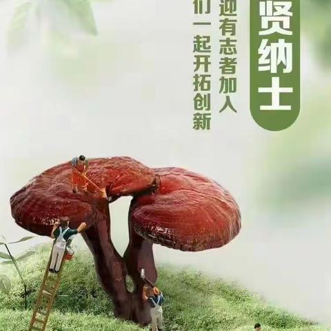 大汉灵芝的招聘信息