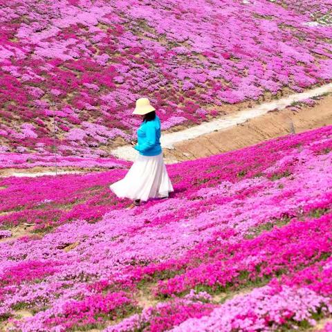 如若你来春暖花开