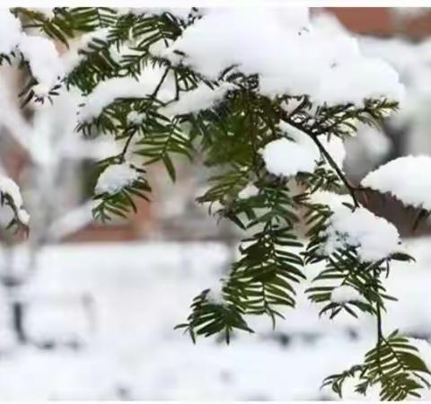 小雪：花雪随风不厌看，一片飞来一片寒