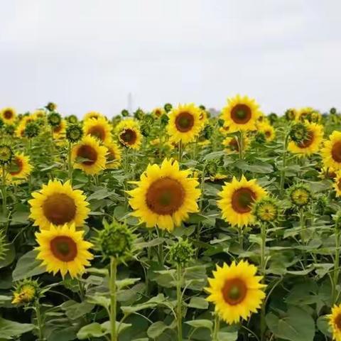 花的世界，花的海洋。