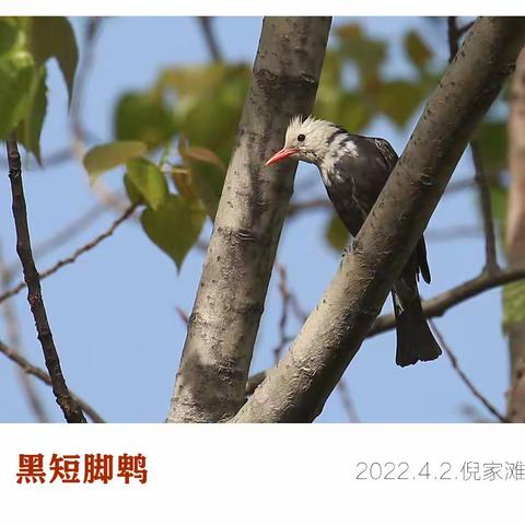 【2022】西安春季观鸟重点记录