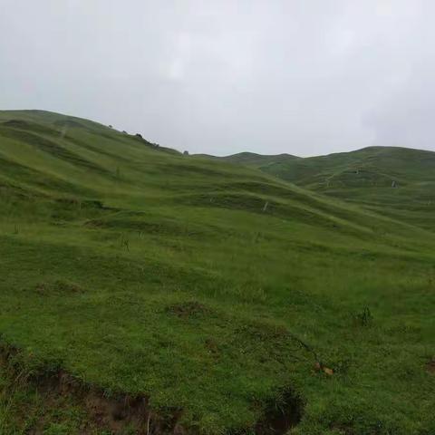 草长沟
