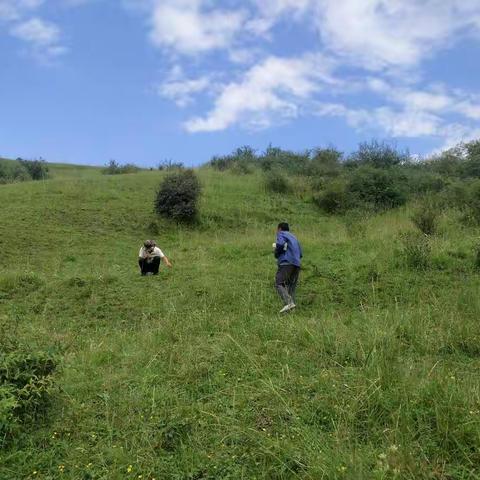 野生植物调查