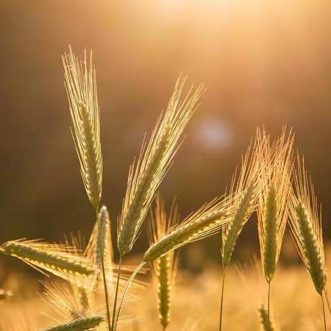 【伶俐君悦海棠幼儿园】——“芒种至，盛夏始”活动剪影