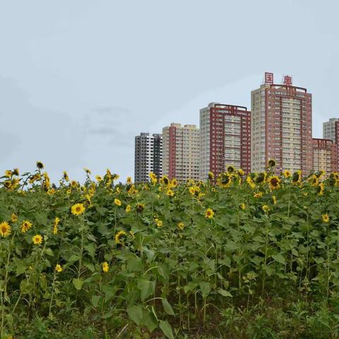 秋日细雨微风 沈北花海漫步