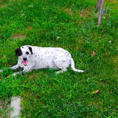 庚子年夏至到了，我的小点点在乙未年夏至遇害此刻心如刀绞！总想写一篇祭文祭奠我逝去的小点点也写不完整……