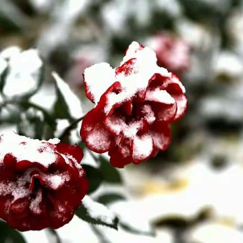 北京的初雪