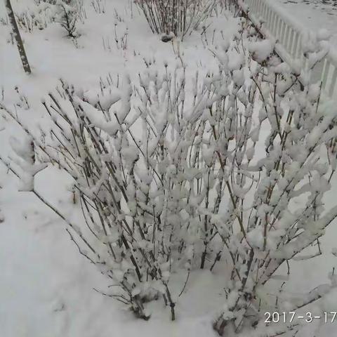 魅力卓资★二月雪