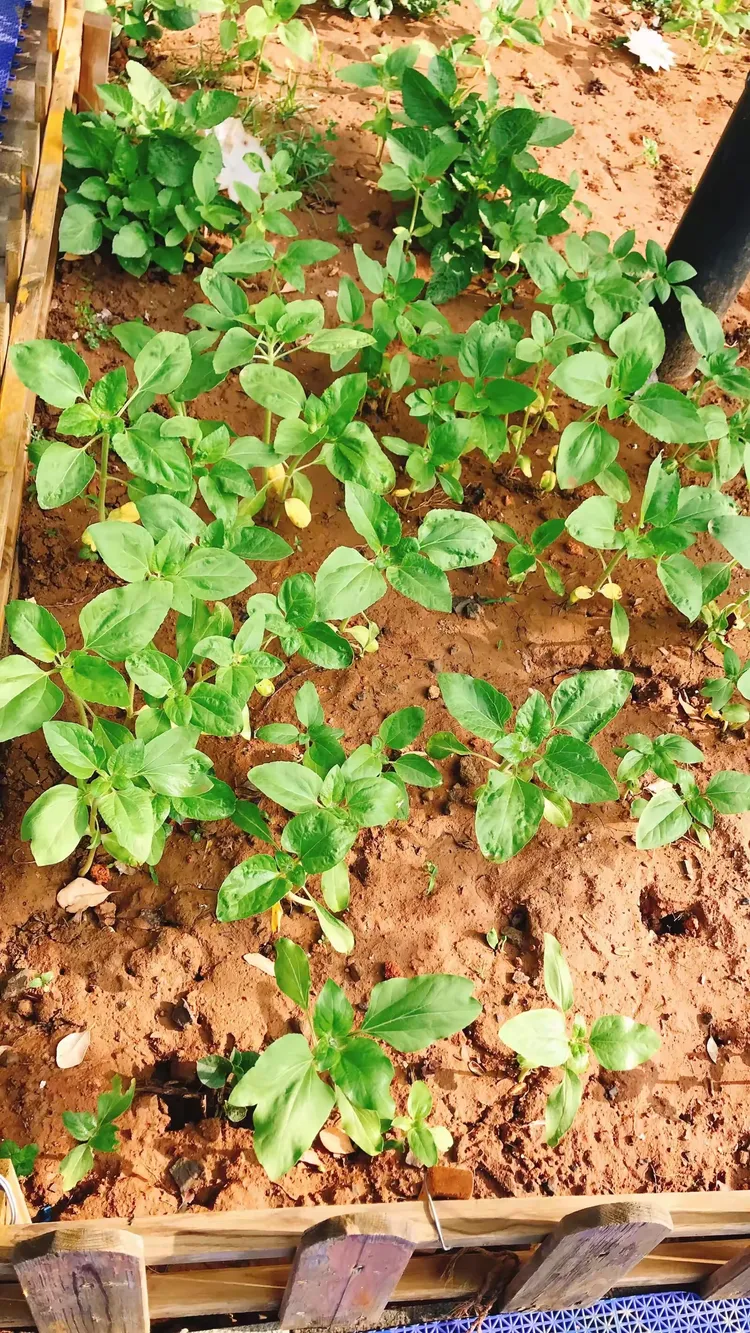 春暖花开 小苗苗也长大好多