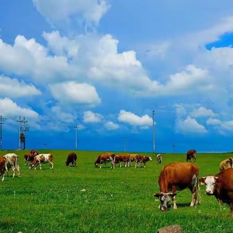 燕赵诗书画院快乐草原行