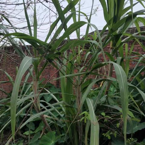 春雨润物细无声，一派生机勃勃的好景象！