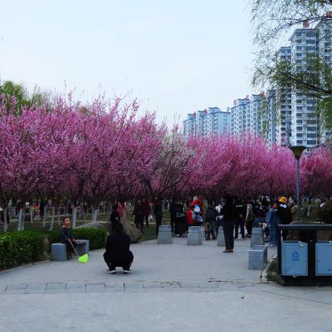 小城春色关不住