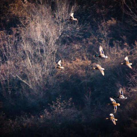 松林峡水鸟随拍