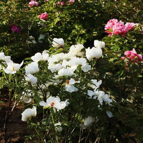 唯有牡丹真国色