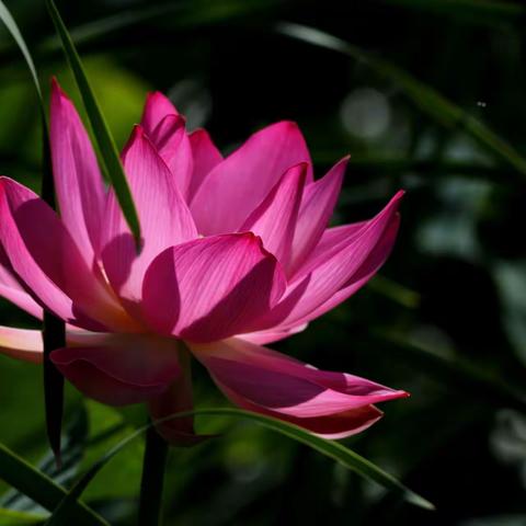 我镜头下的荷花