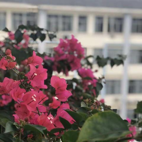 砥砺不辍 静待花开——2019届高三第二学期语文备课组第一次会议