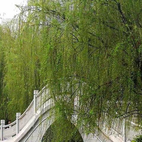 春天的味道…阳春三月南湖春景欣赏