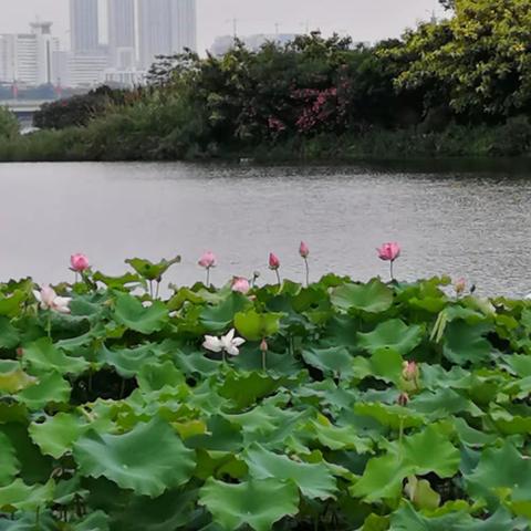 淡淡荷香扑面来