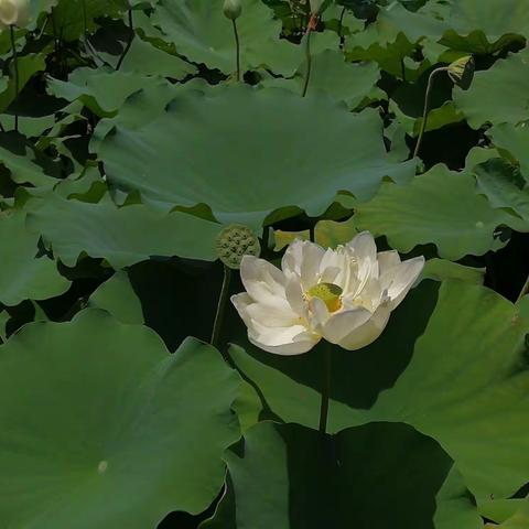 夏日南宁郊外金光农场湿地公园游