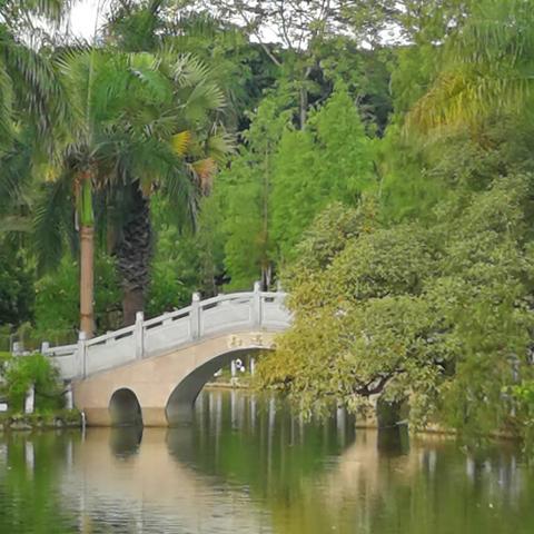 夏日美丽的南宁金花茶公园里悠闲的人们