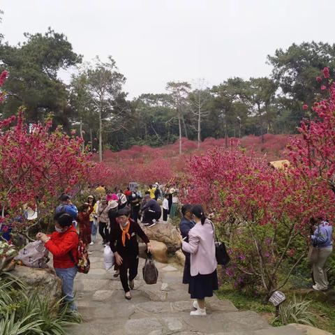 阳春三月花惹人…青秀山春花欣赏
