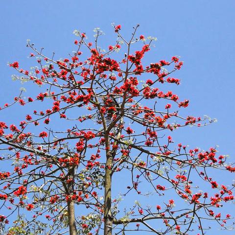 南国春意浓…南宁江南公园春色一瞥