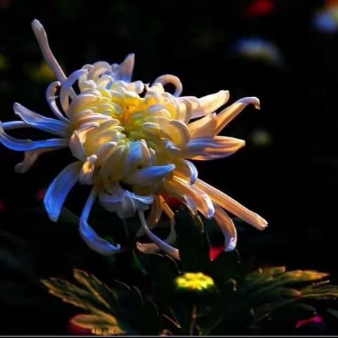 九九重阳   醉美菊花