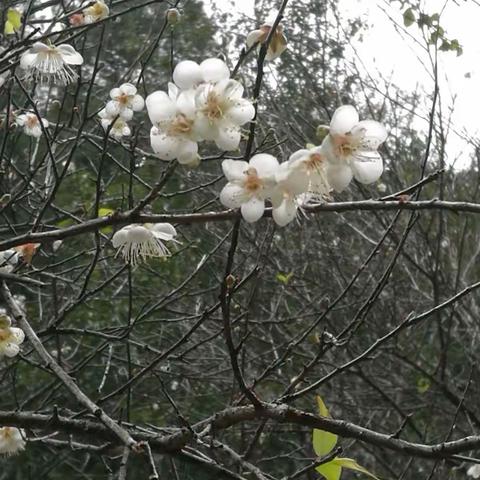 冬至细雨