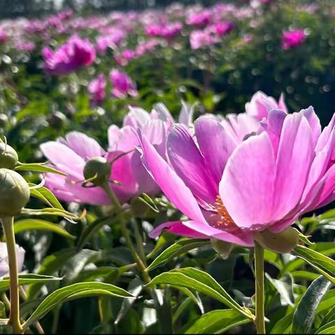 奈曼芍药花开的季节