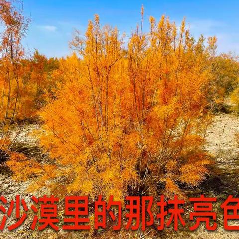 沙漠里的那抹亮色
