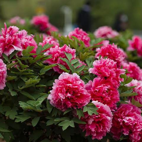 【lhx】 国色天香