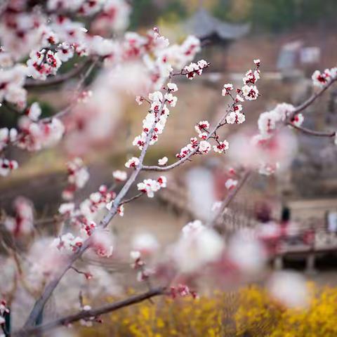 【lhx】人间三月芳菲始   踏青赏花正当时