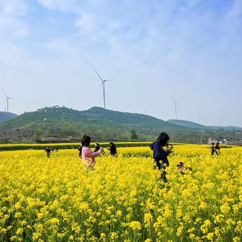 油菜花开惹人醉
