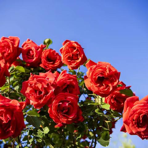 【lhx】花中皇后---月季