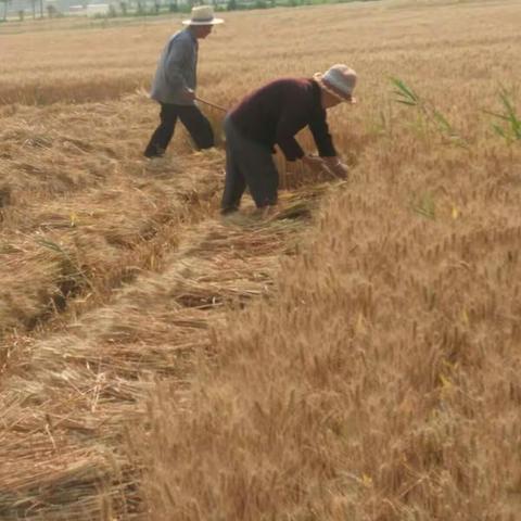 夏收开始――有点小地需要人力收割