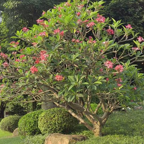 崔家三兄弟广州游（一）