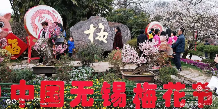 梅花树值钱吗