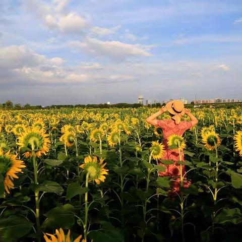 葵花朵朵向阳开