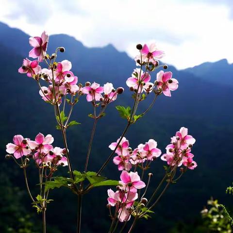 秦岭山棉花