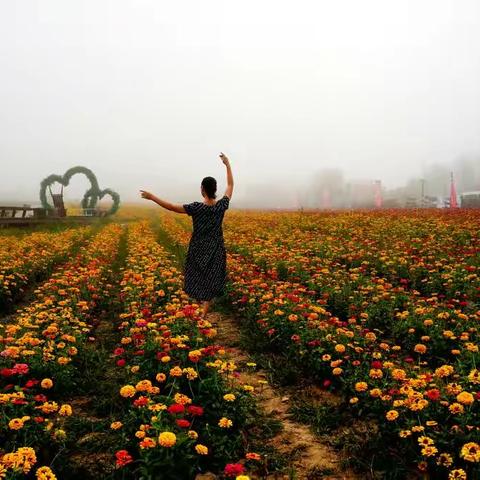 太白云雾花海