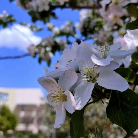 四月正值芳菲季 杏坛春意犹盎然——乌鲁木齐市第八十一小学“和悦教育领航人”课堂教学大赛