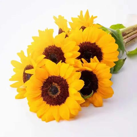 马宏启的寒假生活（济宁市文昌阁小学 三年级一班）