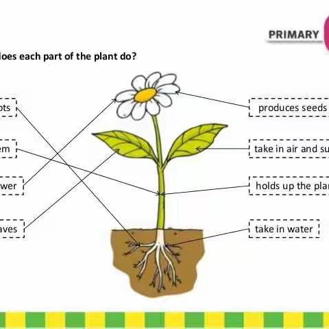 【万思乐学 V-learn小西妈双语工程 1805期333号Ammy 2019.1.23打卡 】