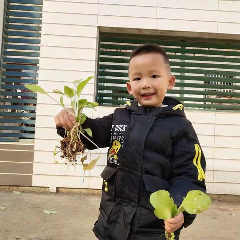 小小种植园🥬开心大收获🔅