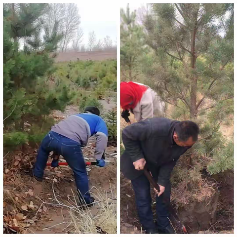 【奋进新征程·代表新作为】民勤县三雷镇：植树添绿正当时  人大代表植树忙