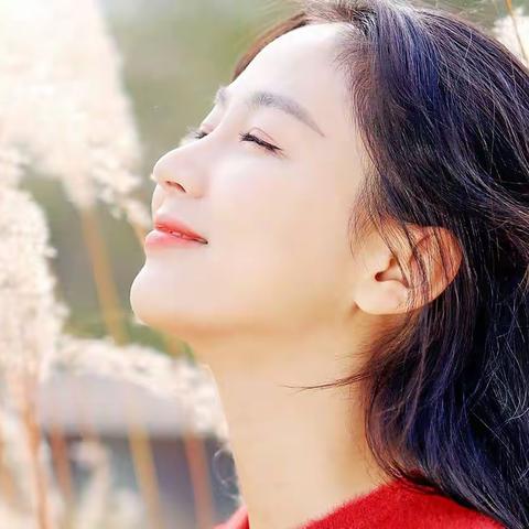 洁白的芦苇花ￜ野鸭湖