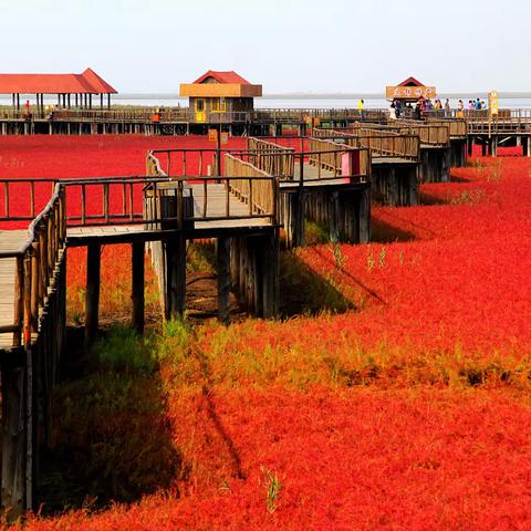 世界奇观红海滩