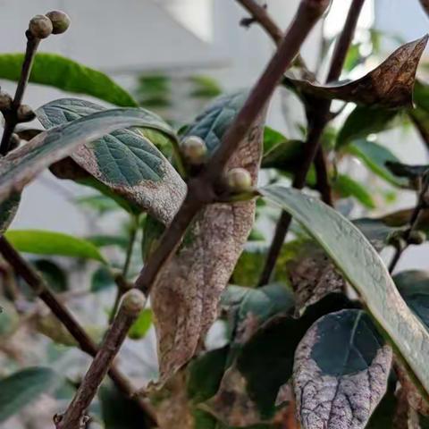 2022.12.22.七绝.腊梅一首