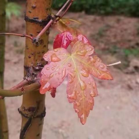 2022.11.21.律诗二首       11.22.小雪（绝句）