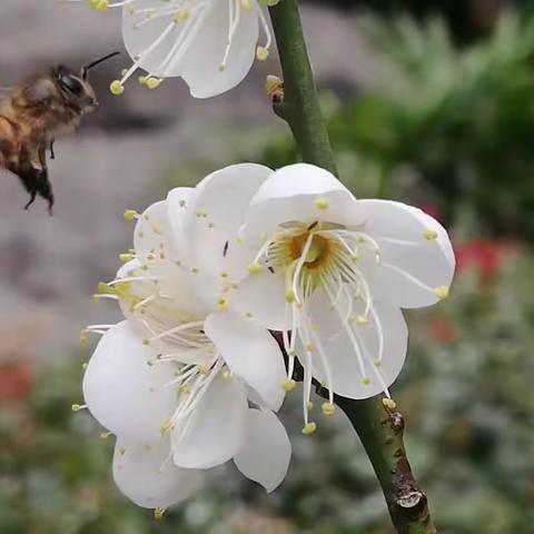 2022.11.27.唐-黄檗禅师佛理诗《上堂开示颂》苏轼《浣溪沙·细雨斜风作晓寒》